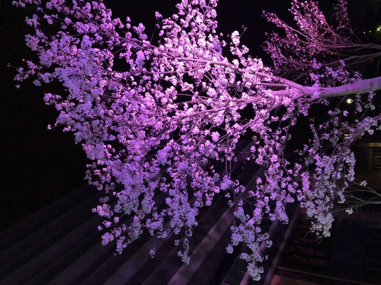 大垣の桜